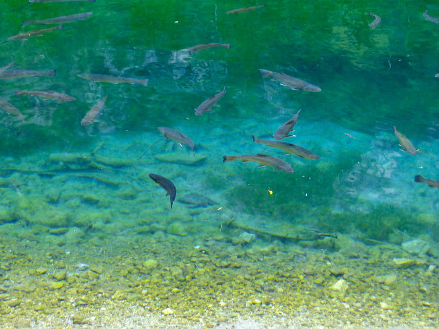 Fische im Bluntausee